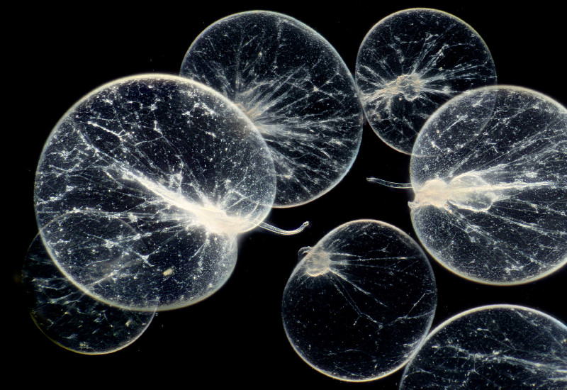 Die Meeresleuchttierchen (Noctiluca scintillans) erzeugt Lichteffekte in den Wellen. Foto Micropia, Wim van Egmond